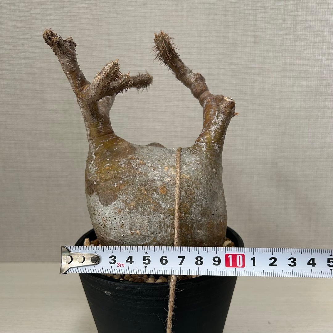 パキポディウム•グラキリス 現地球/現地株　微発根　塊根植物 13