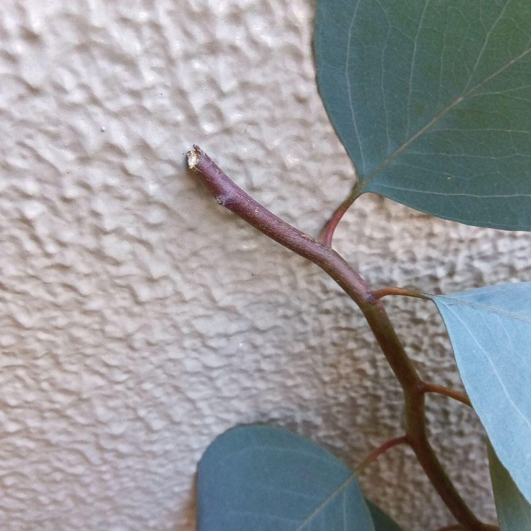 ポポラス苗150cm　18日以降値上がり致します