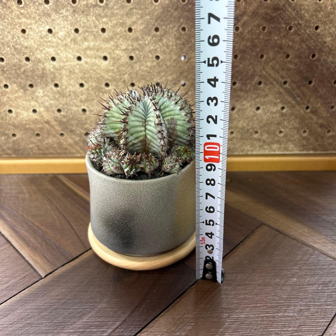 ユーフォルビア ホリダ × 宮下将太鉢