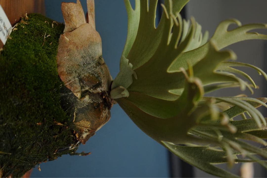 ビカクシダ バクテリア　p.willinckii Bacteria spore