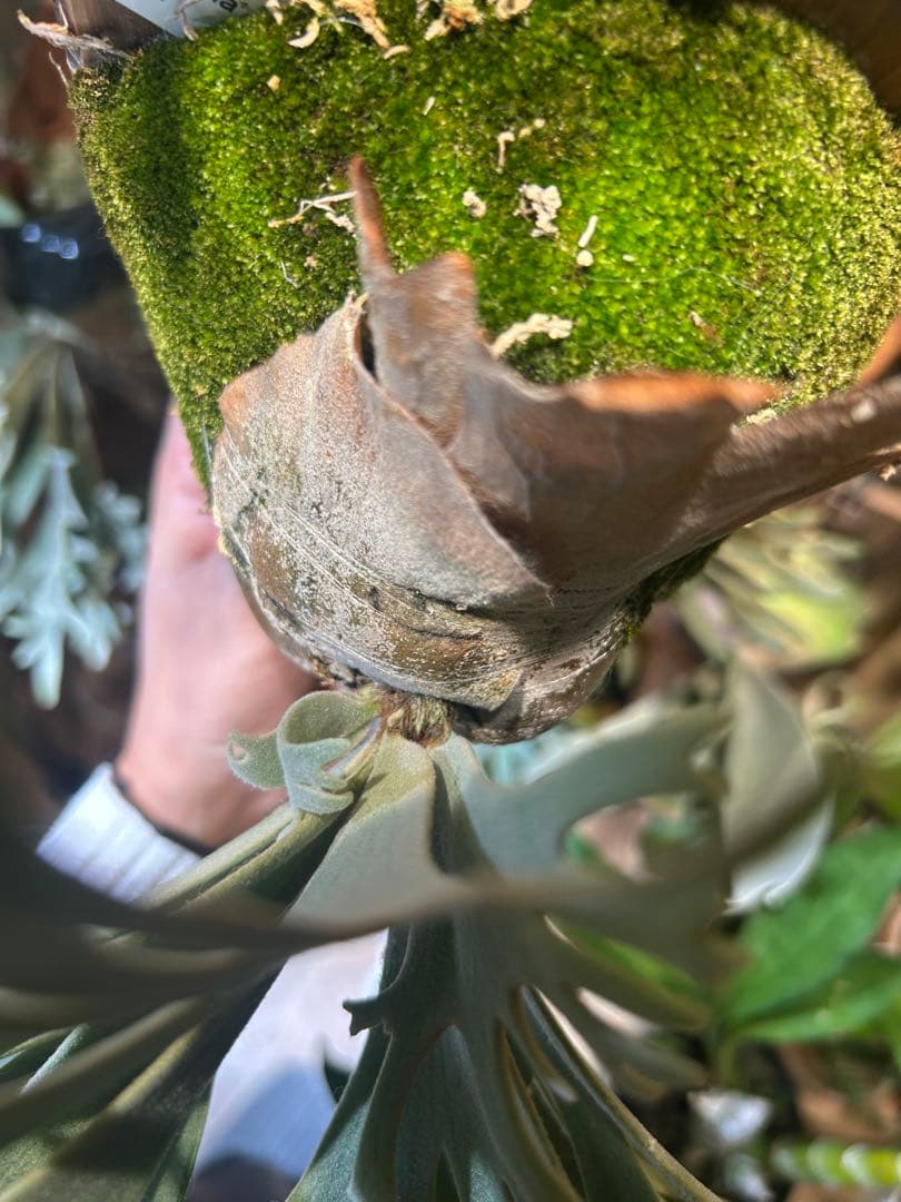 ビカクシダ バクテリア　p.willinckii Bacteria spore