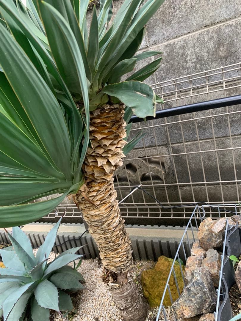 O 格安！！【安心発根済み】ユッカグロリオサ　 キミガヨラン