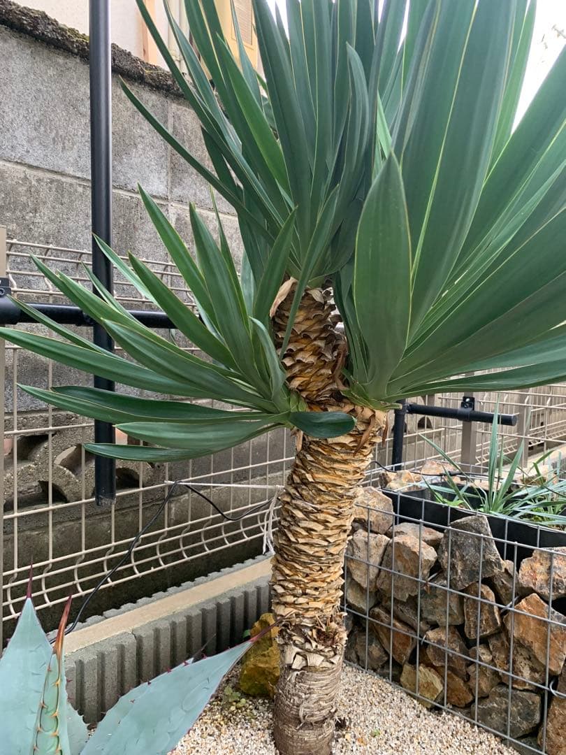 O 格安！！【安心発根済み】ユッカグロリオサ　 キミガヨラン