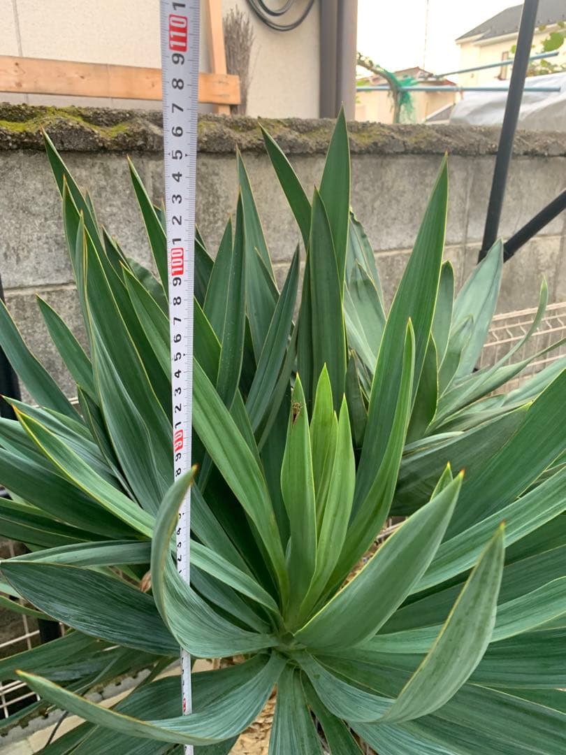 O 格安！！【安心発根済み】ユッカグロリオサ　 キミガヨラン