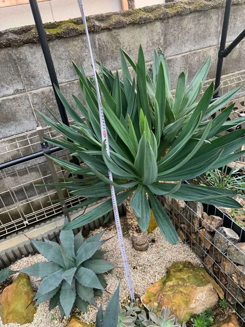 O 格安！！【安心発根済み】ユッカグロリオサ　 キミガヨラン