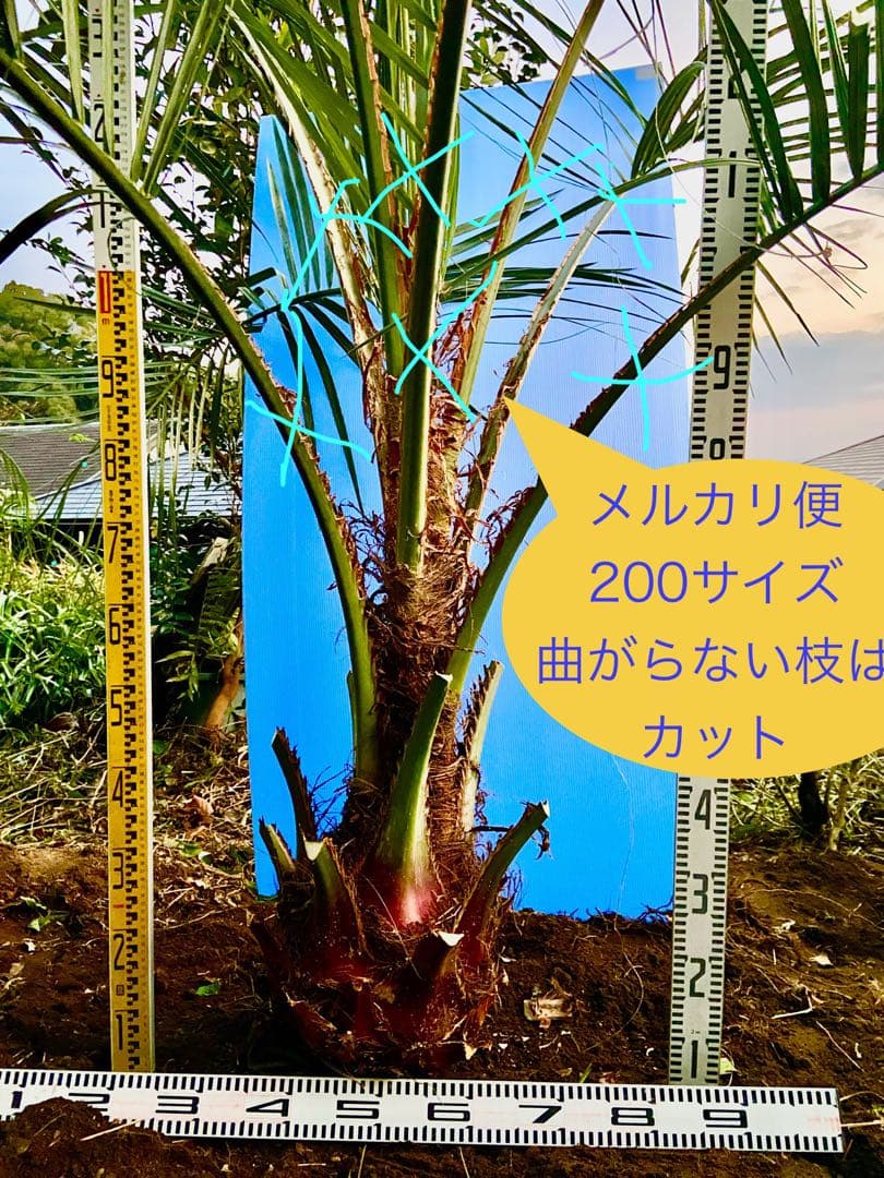 ココスヤシ　特大　超耐寒　ロックガーデン