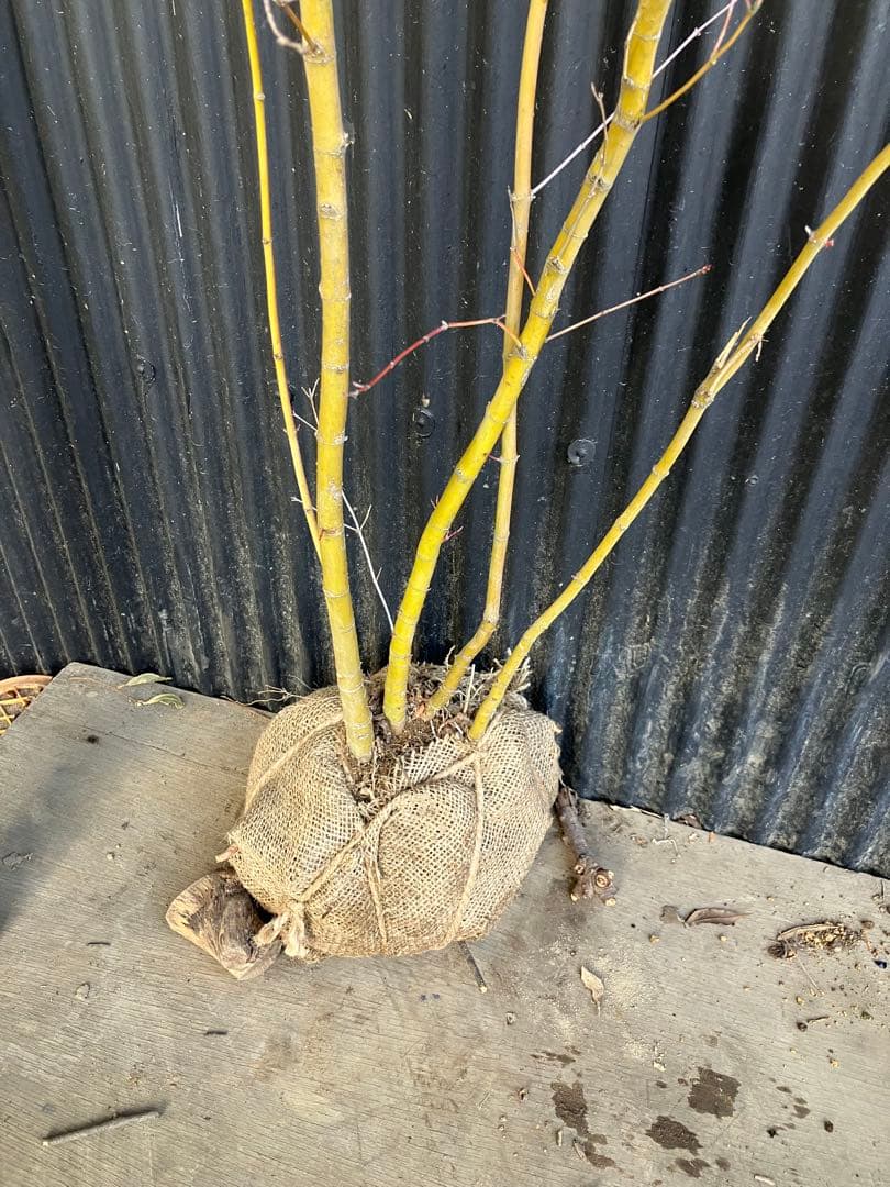 山採り　イロハモミジ　a