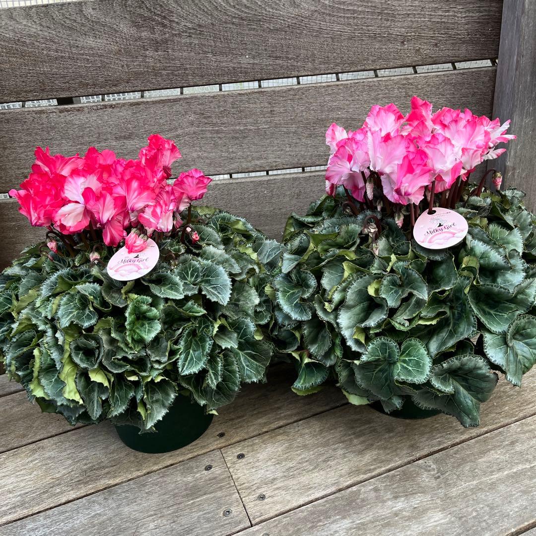 kazu様 リクエスト 2点 まとめ商品　シクラメン　ドリーム　ミルキーガール