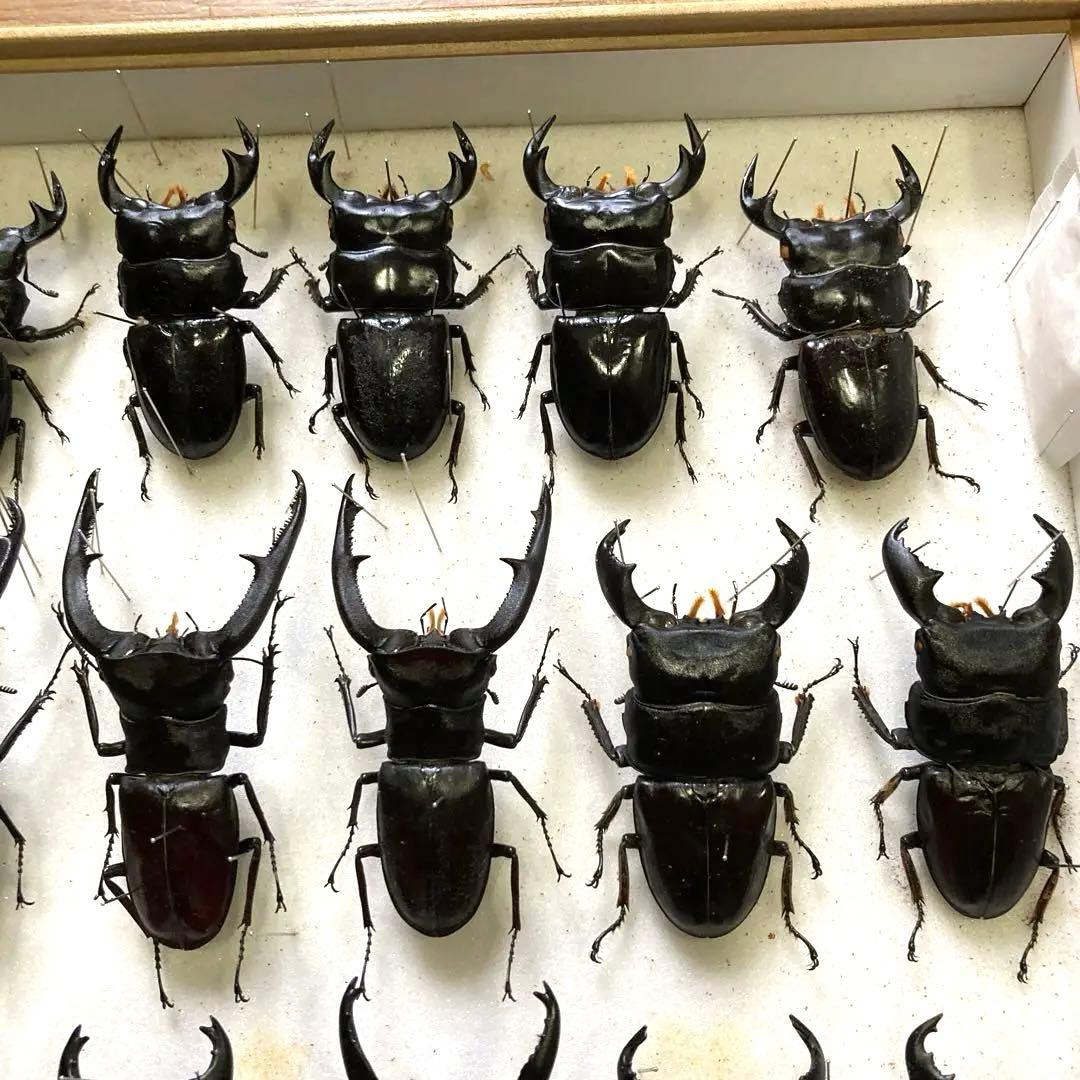 750mmオーバー1000mm世界のクワガタオオクワガタヒラタクワガタなど21頭