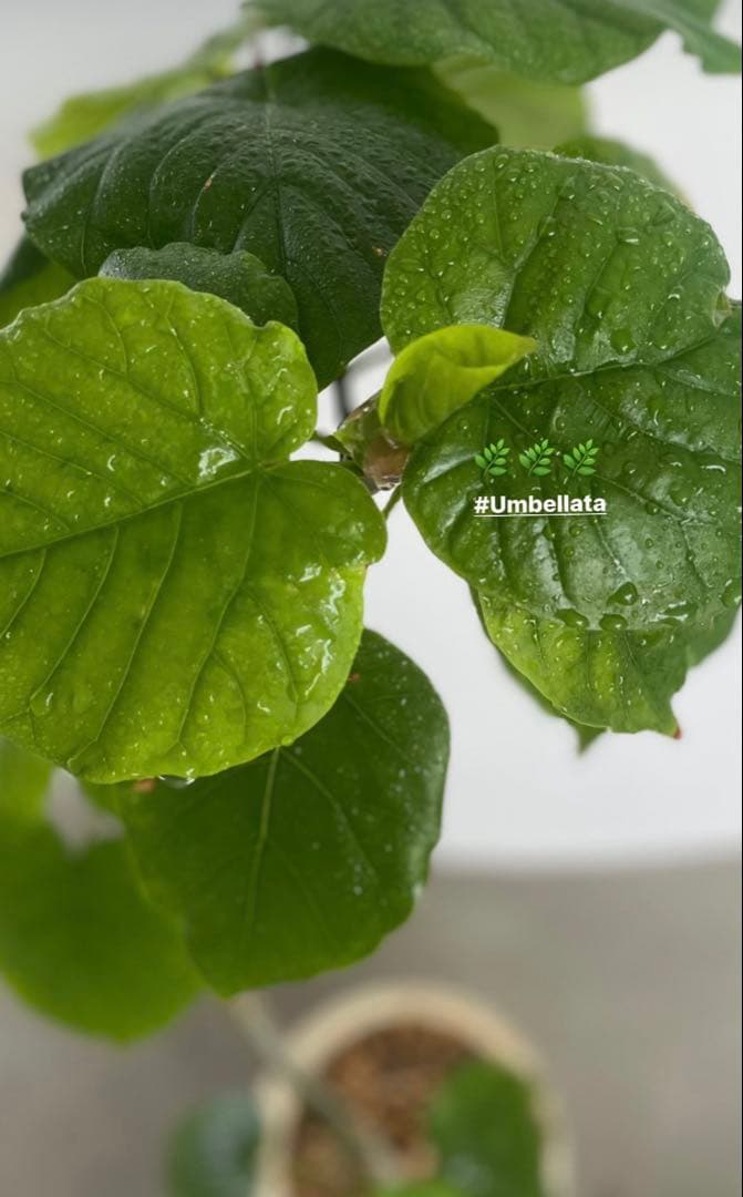 フィカス・ウンベラータ 高級　曲がり仕立て