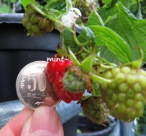 ラズベリー苗 Tulameen（トゥラミーン）　大株