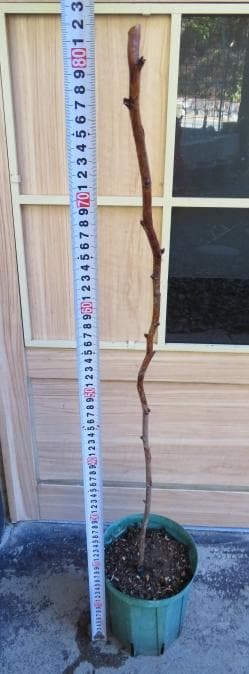 ラズベリー苗 Tulameen（トゥラミーン）　大株