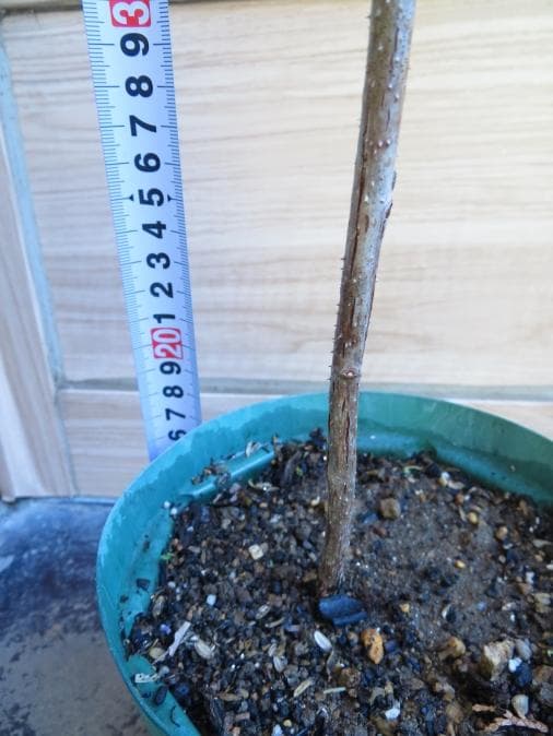 ラズベリー苗 Tulameen（トゥラミーン）　大株