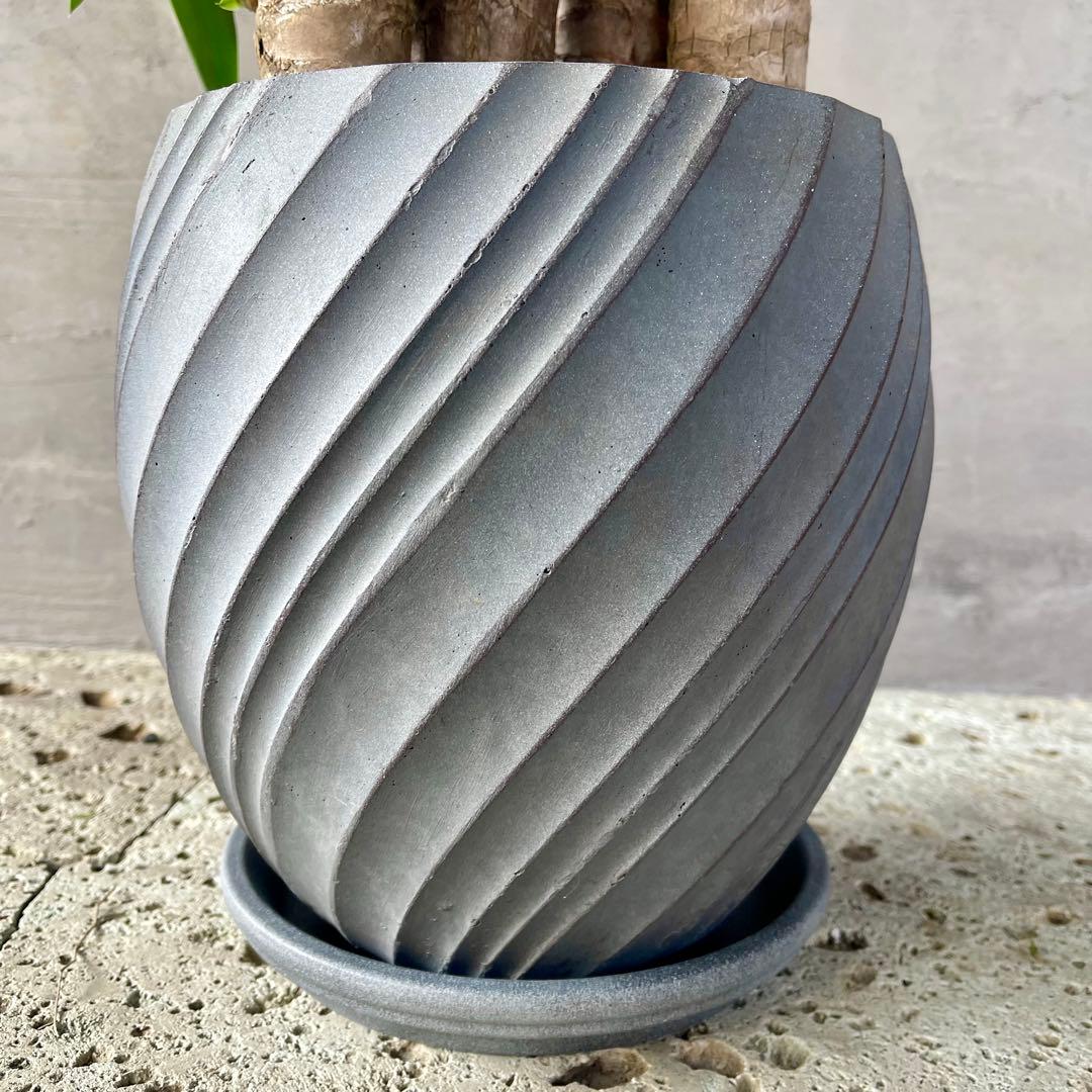 大型　ユッカ　エレファンティペス　青年の木　8号　陶器鉢　植え込み発送