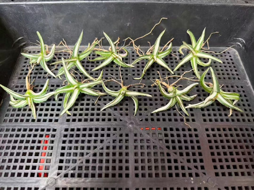 猫*け様 44多肉植物アガベ 笹の雪丸叶氷山 変異錦 白中斑 鲜明錦 極上美株