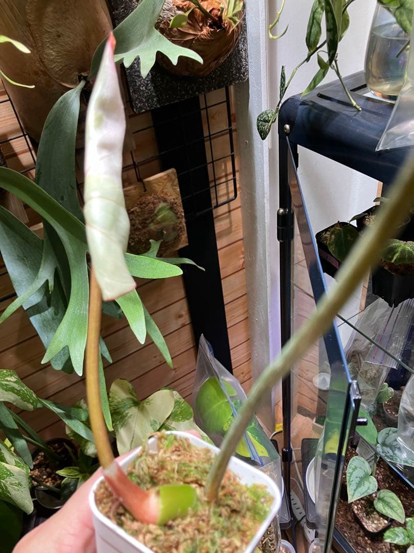 フィロデンドロン　グロリオーサムトリカラー