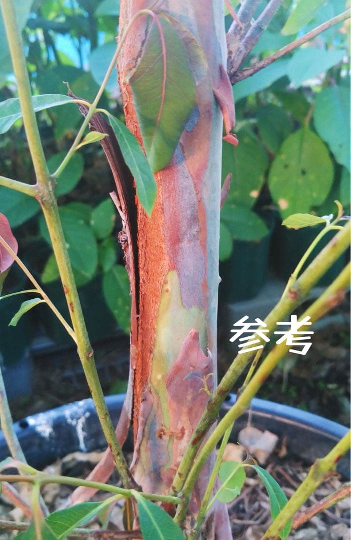 珍種☆レインボーユーカリ2.2M(鉢底から)