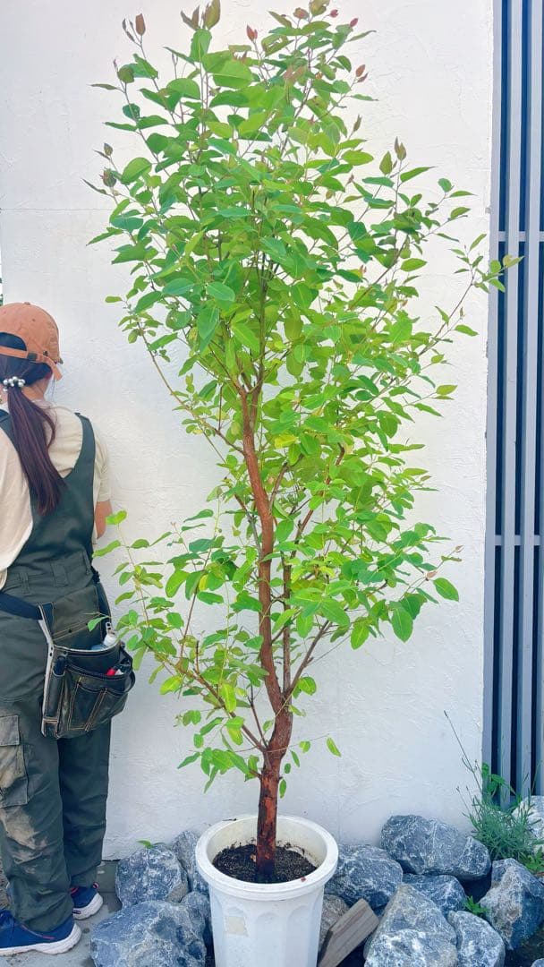 珍種☆レインボーユーカリ2.2M(鉢底から)