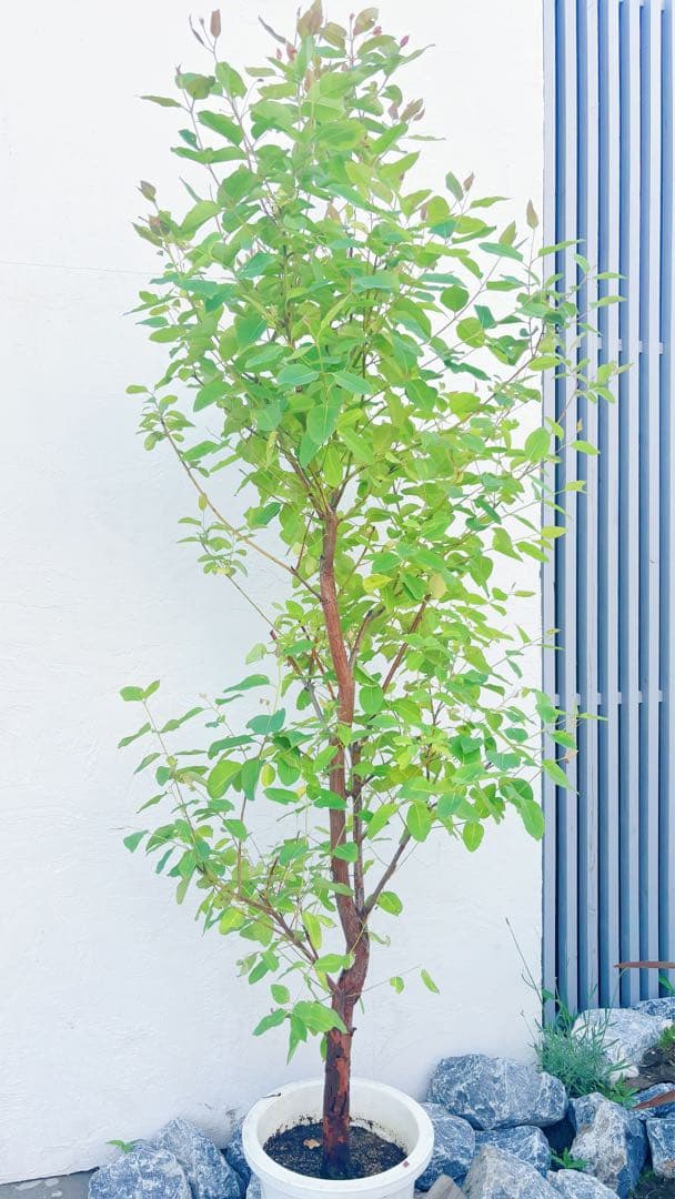 珍種☆レインボーユーカリ2.2M(鉢底から)