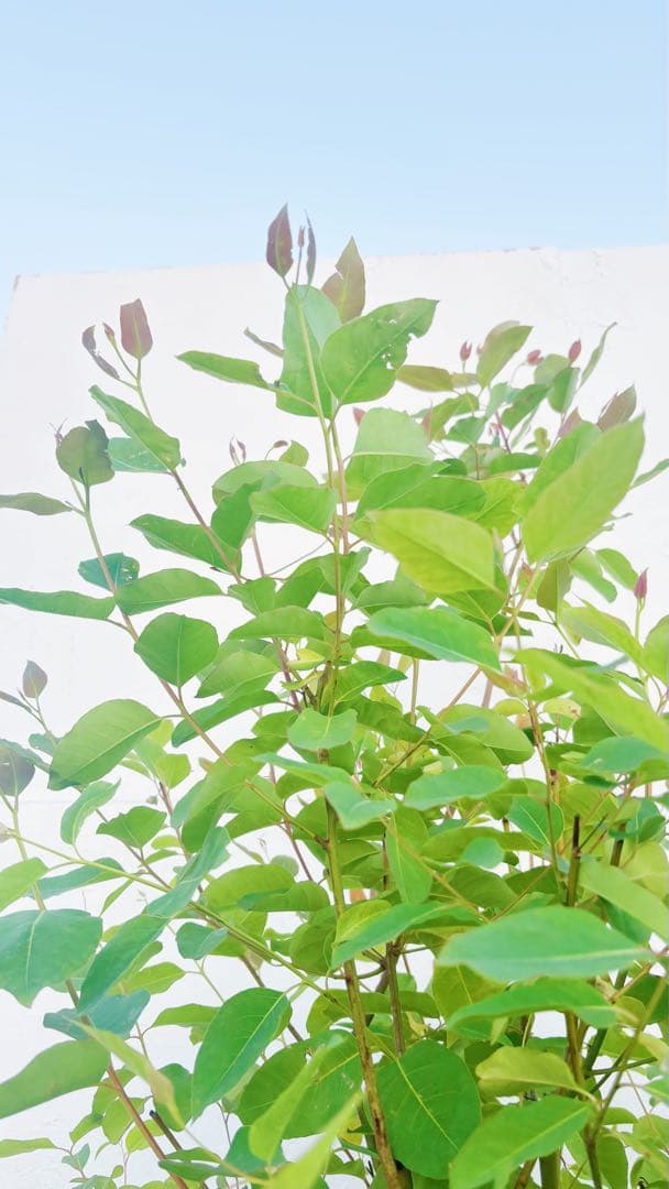 珍種☆レインボーユーカリ2.2M(鉢底から)