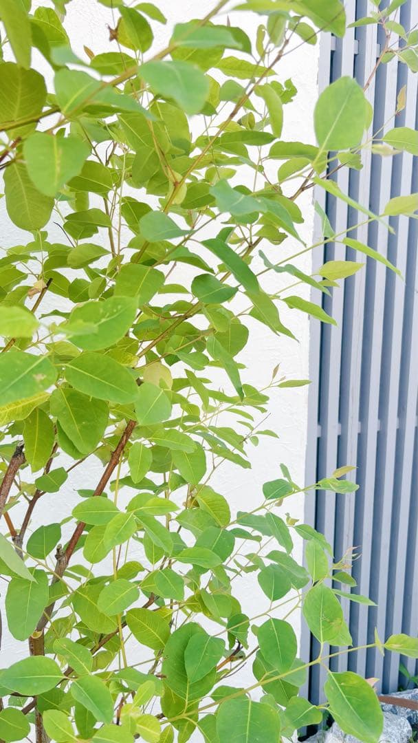 珍種☆レインボーユーカリ2.2M(鉢底から)