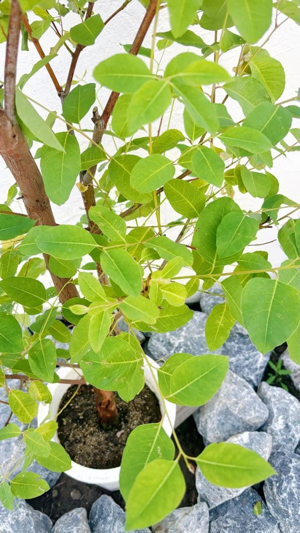 珍種☆レインボーユーカリ2.2M(鉢底から)