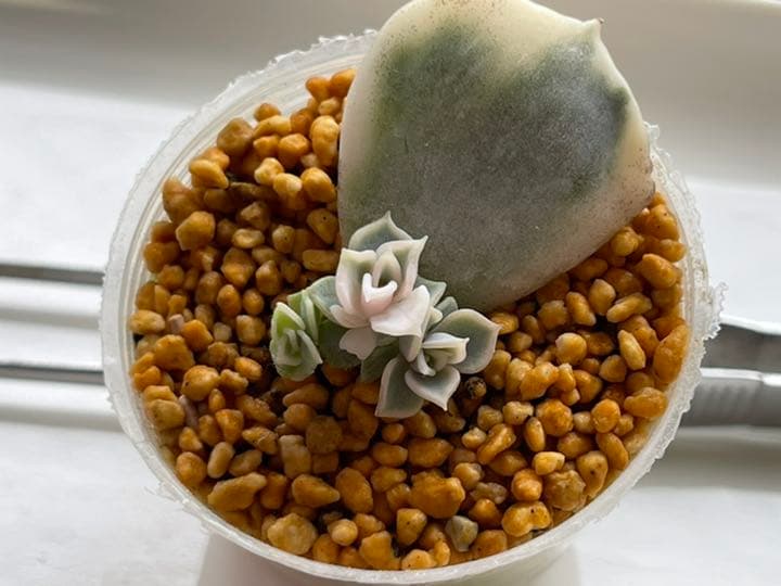 ❤️専用出品❤️リラシナ錦❤️ 葉挿しっ子抜き苗③