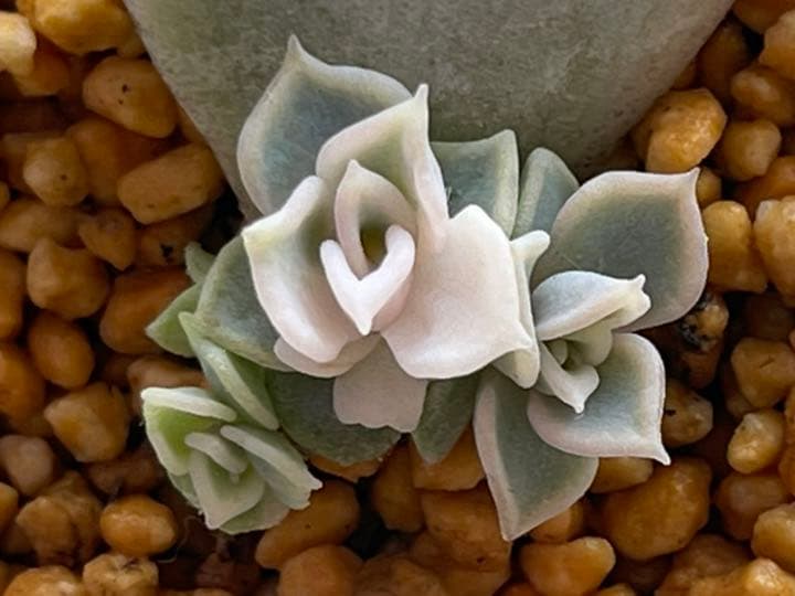 ❤️専用出品❤️リラシナ錦❤️ 葉挿しっ子抜き苗③