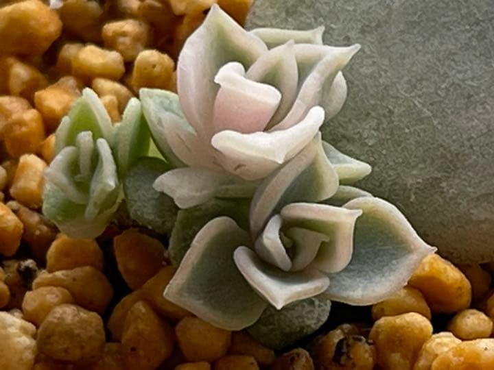 ❤️専用出品❤️リラシナ錦❤️ 葉挿しっ子抜き苗③