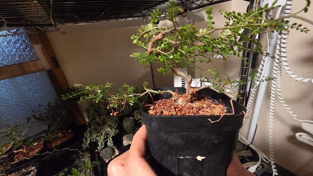 【実生5年】オペルクリカリアパキプス