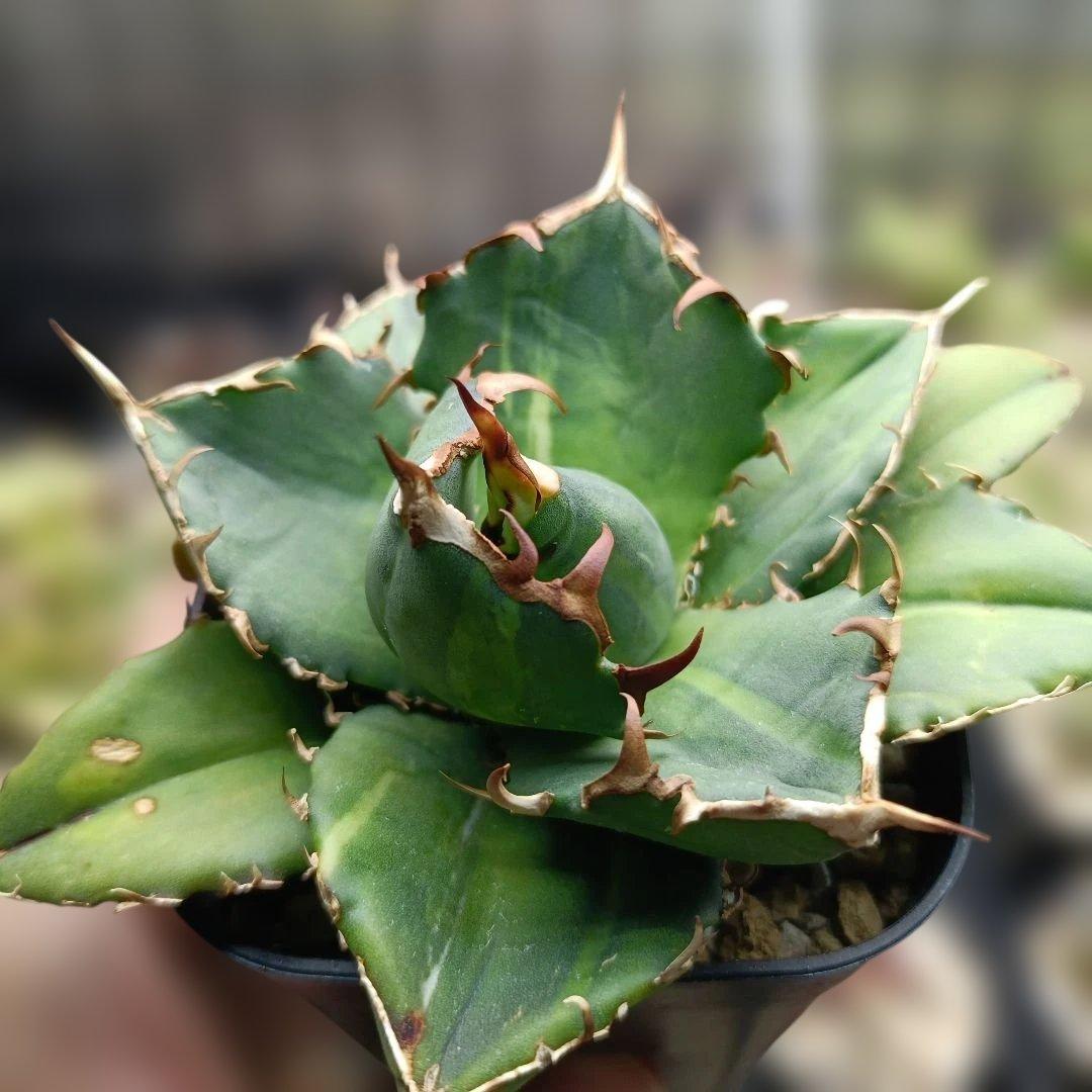 アガベ　チタノタ　白鯨　白鯨錦　西瓜斑　④