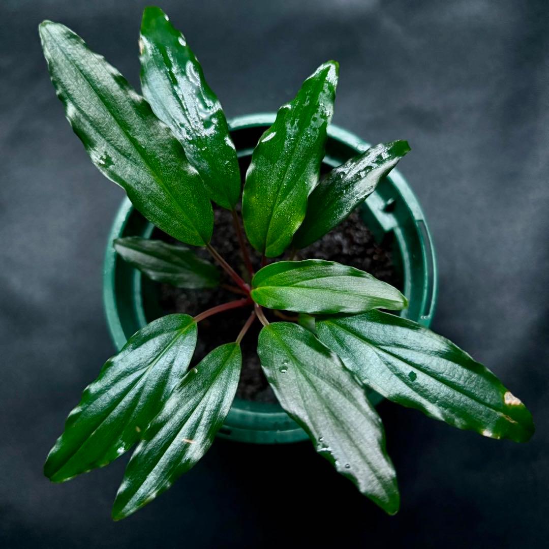 ホマロメナ sp.若蝦手　正規タグ付き