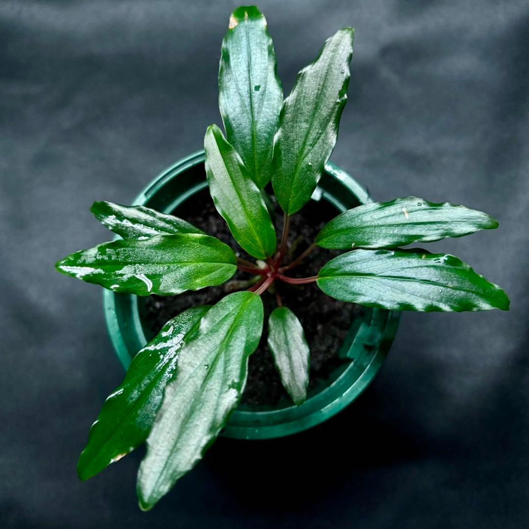 ホマロメナ sp.若蝦手　正規タグ付き