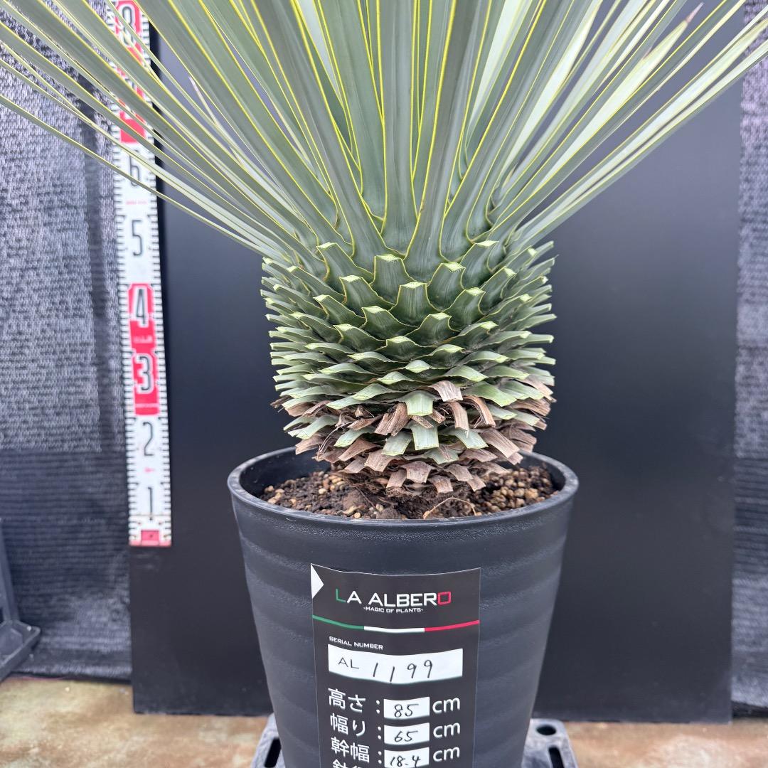 【AL1199】ユッカ　ロストラータ