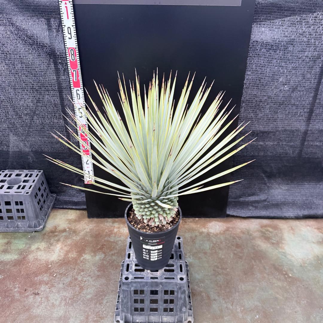 【AL1199】ユッカ　ロストラータ