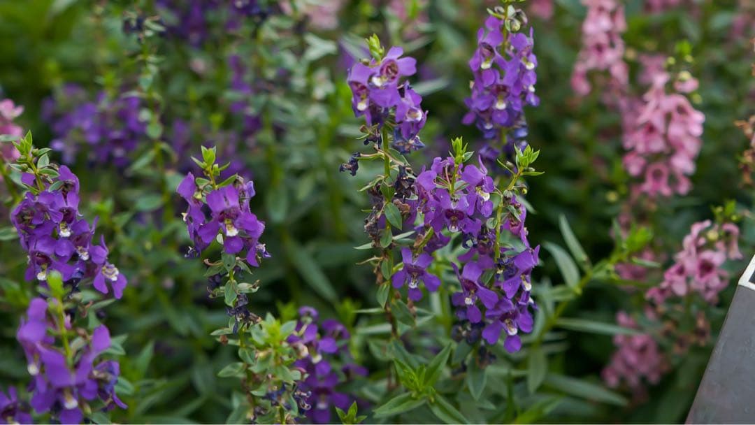 SONYα6300/SONY28-70 f3.5〜5.6 リグ、レンズフィルター