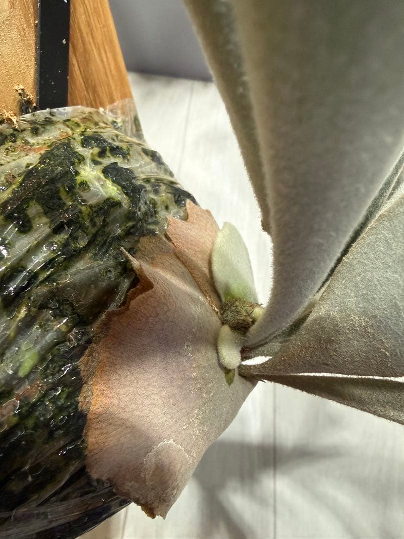 P.veitchii cv Auburn  spor中サイズ株