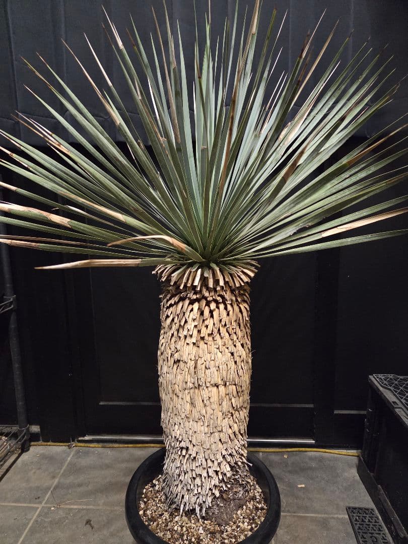 専用出品 特割 ユッカロストラータ 太株 (み)