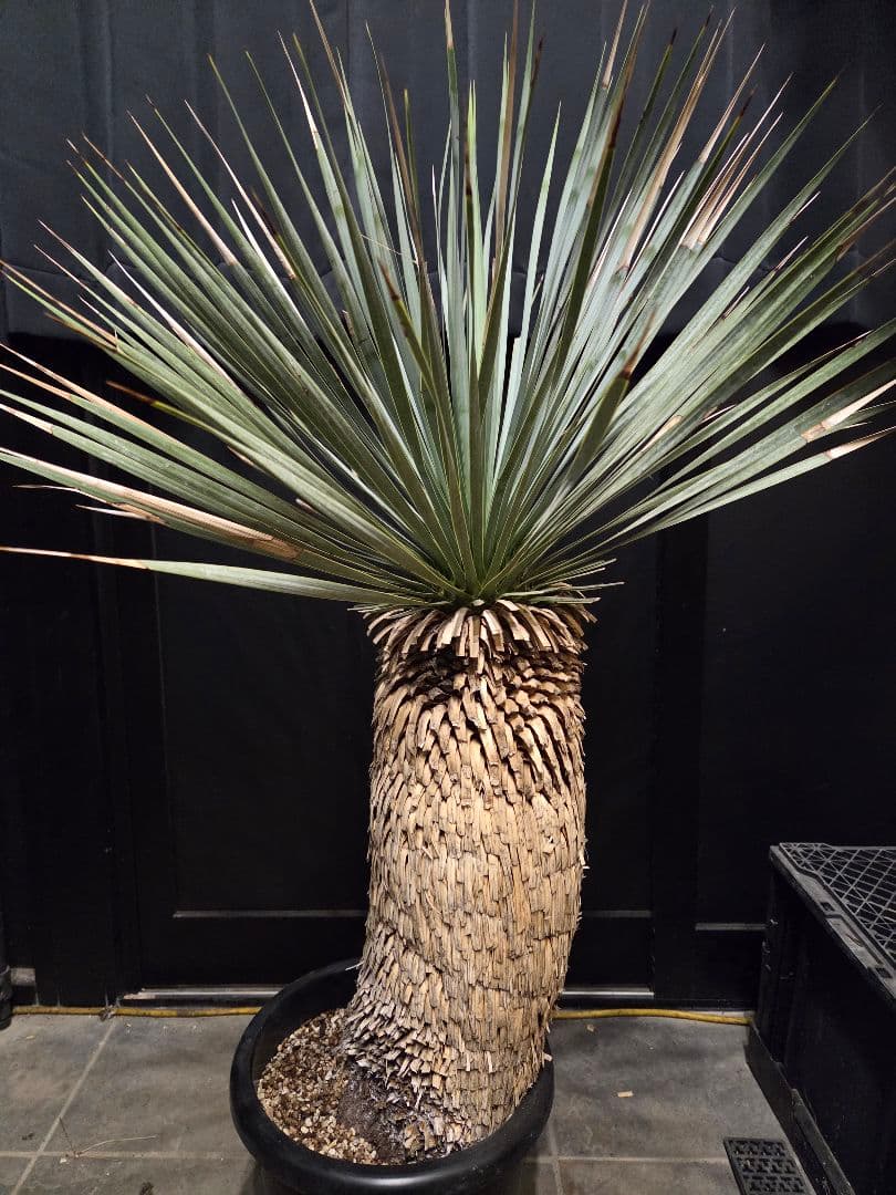 専用出品 特割 ユッカロストラータ 太株 (み)