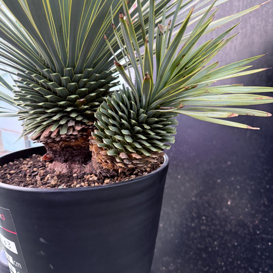 【AL1103】ユッカ　ロストラータ　超希少トリプルヘッド