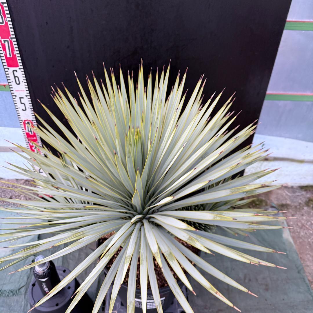 【AL1103】ユッカ　ロストラータ　超希少トリプルヘッド