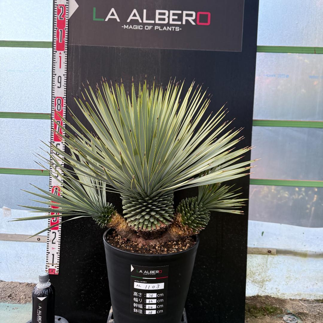 【AL1103】ユッカ　ロストラータ　超希少トリプルヘッド