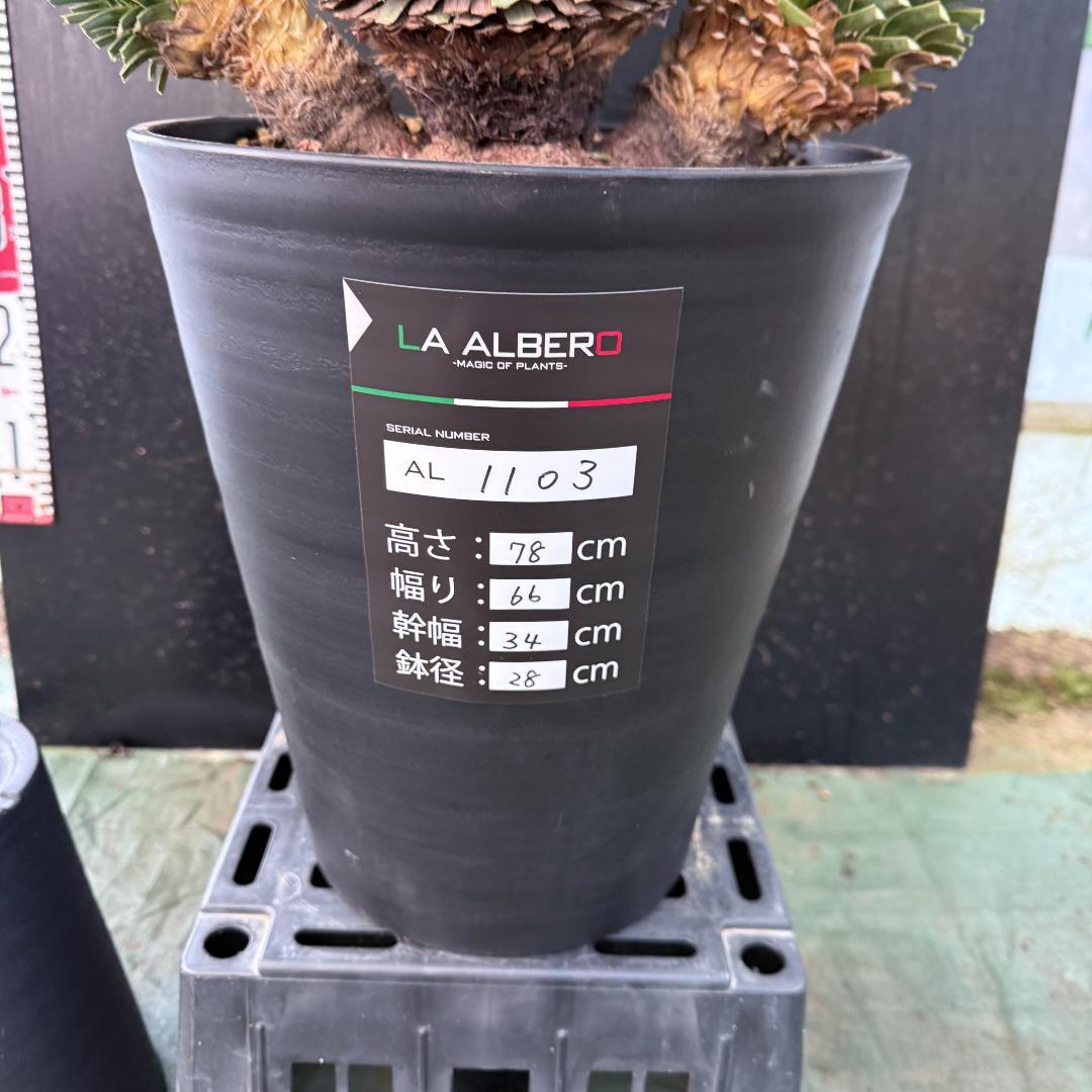 【AL1103】ユッカ　ロストラータ　超希少トリプルヘッド