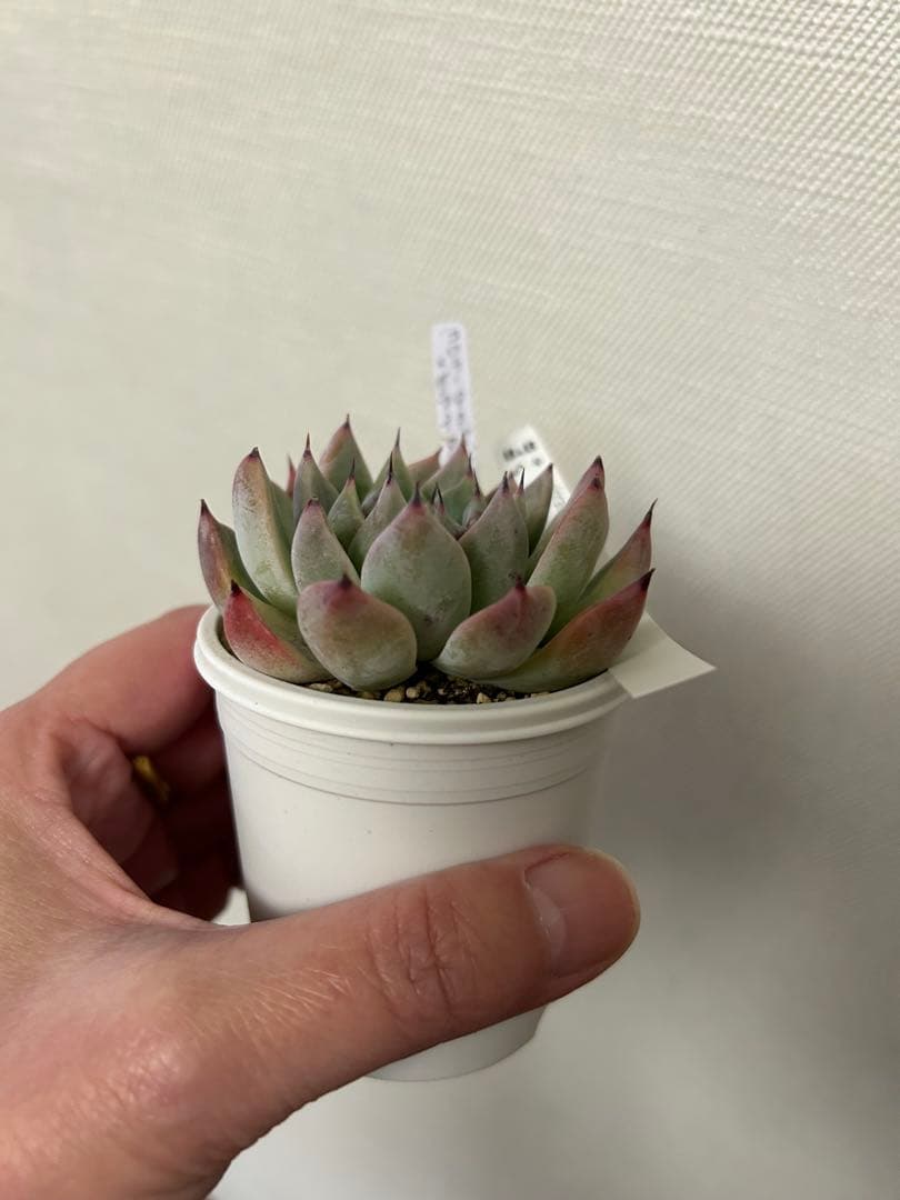 ぼのぼのさん多肉　コロラータタパルパ×(ザラ×チワ) 札付き・抜き苗