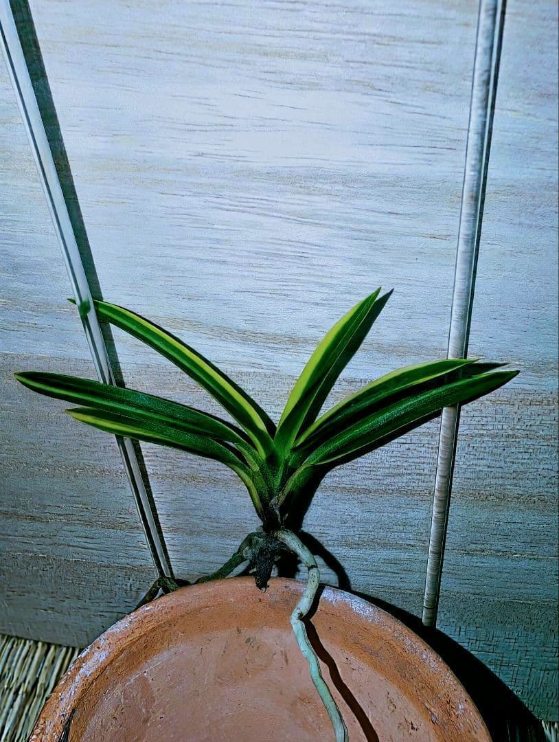 【♪金・黒祭り♪】富貴蘭　黒牡丹黄縞（黄牡丹錦）