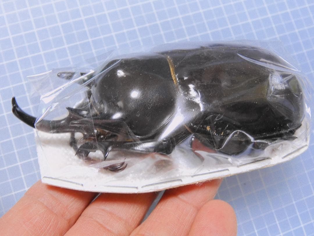 コロンビア産　ラミレスゾウカブト　98mm