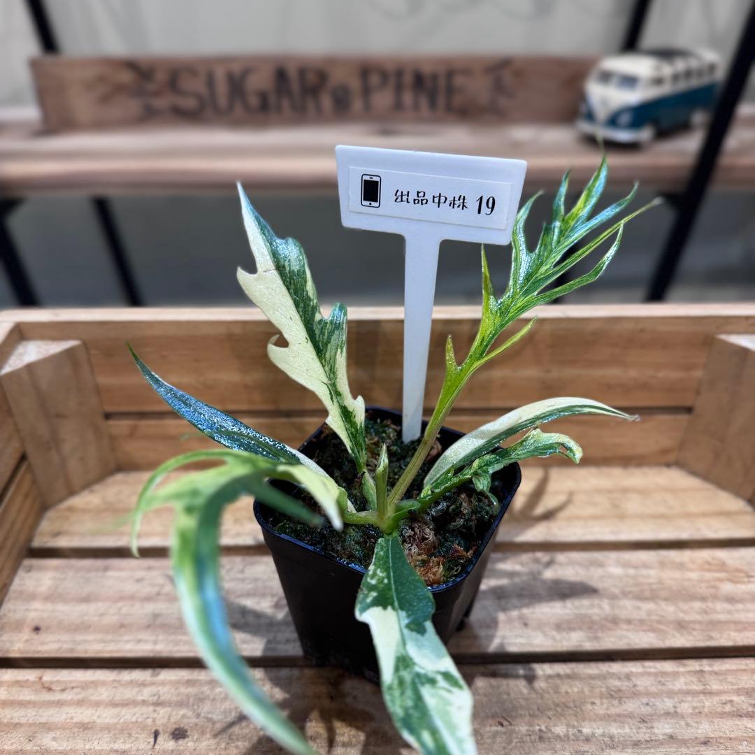 B*B様 19 フィロデンドロン　トータム　斑入り　美斑