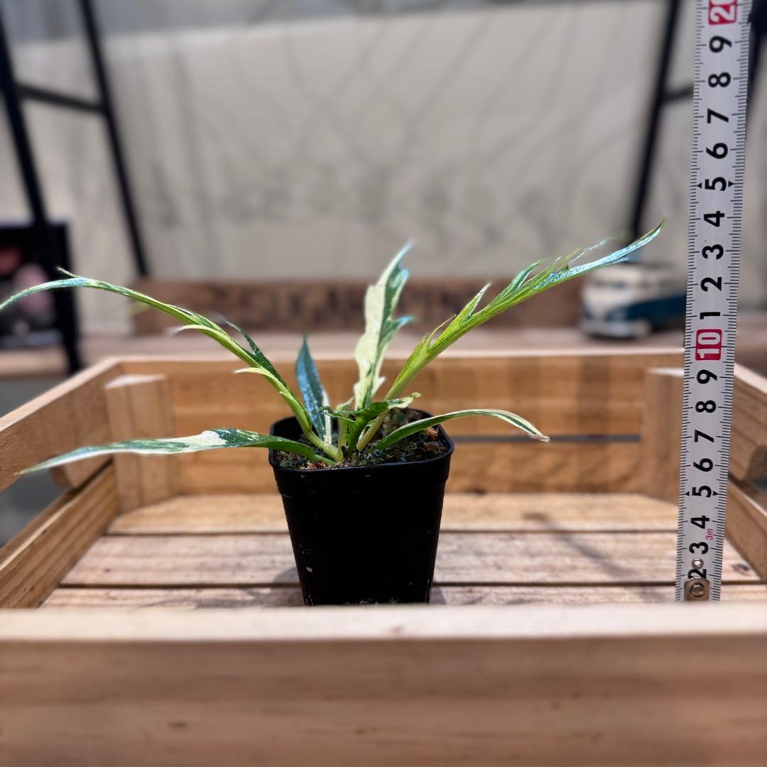 B*B様 19 フィロデンドロン　トータム　斑入り　美斑