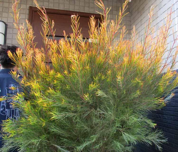 【現品】アカシア・フロリバンダフェニックスゴールド　13号鉢　JS番