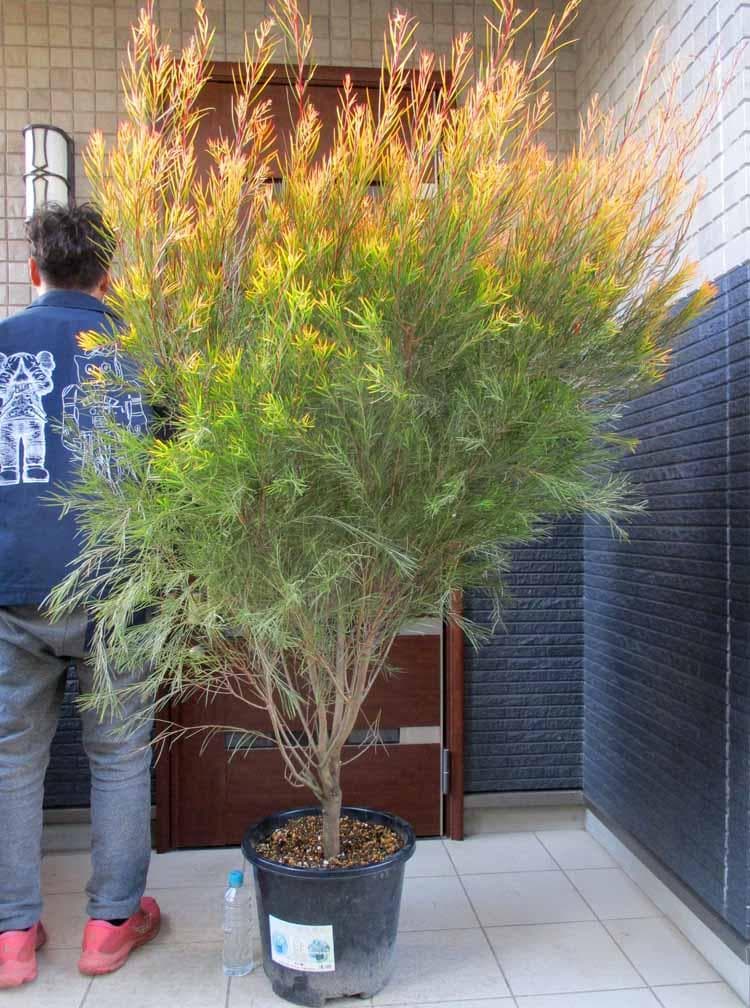 【現品】アカシア・フロリバンダフェニックスゴールド　13号鉢　JS番